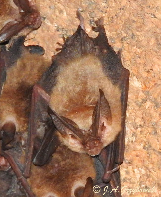 Townsend's Big-eared Bat (Corynorhinus townsendii)