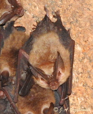 Bats