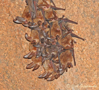 Townsend's Big-eared Bat (Corynorhinus townsendii)