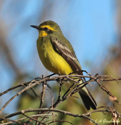 Yellow-browed Tyrant