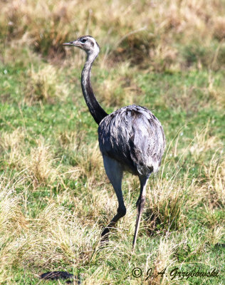 Greater Rhea