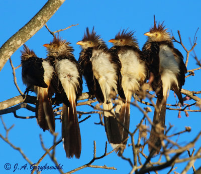 Guara Cuckoo