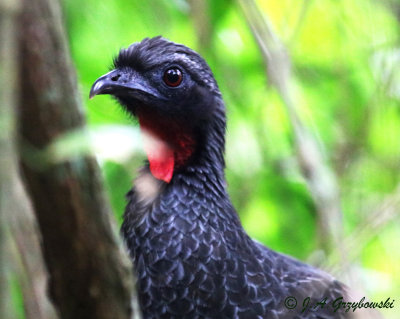 Rusty-margined Guan