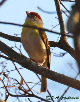 Rufous-browed Peppershrike