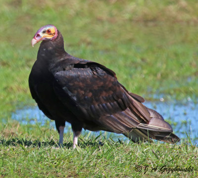 Yellow-headed Vulture