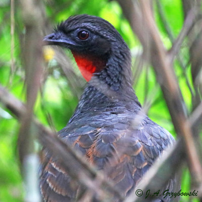 Rusty-margined Guan