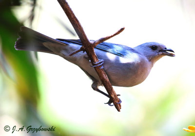 Sayaca Tanager