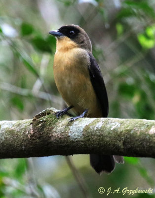 Black-goggled Tanager