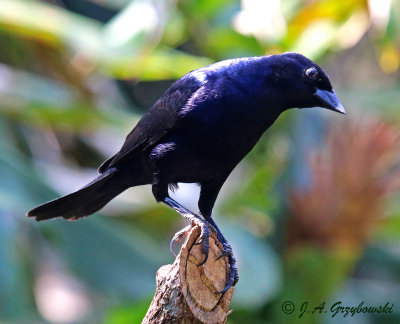 Shiny Cowbird