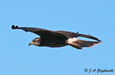 Snail Kite