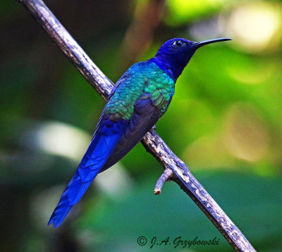 Swallow-tailed Hummingbird