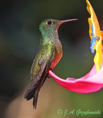 Vericolored Emerald