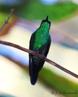 Violet-crowned Woodnymph