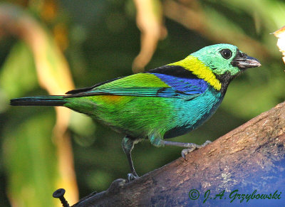 Green headed Tanager