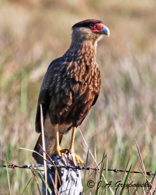 Southern Caracara