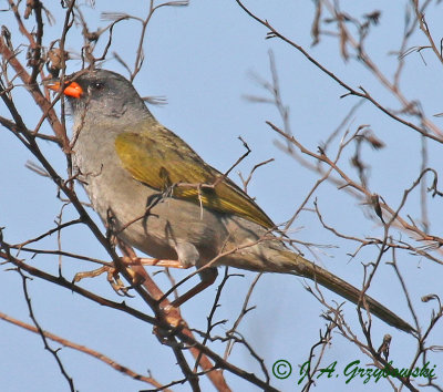 Great Pampa Finch