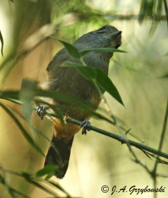 Variable Antshrike