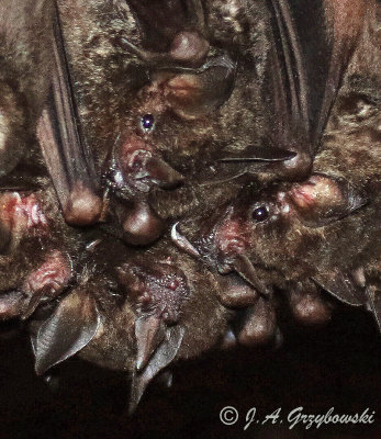 Fringed Fruit-eating Bat (Artibeus fimbriatus)