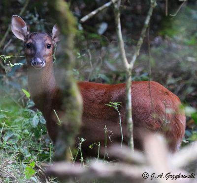 Red Brocket Deer