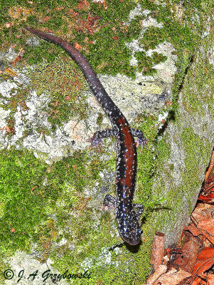Yonahlossee [Crevice] Salamander (Plethodon yonahlossee [longicrus])