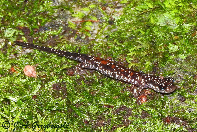 Yonahlossee [Crevice] Salamander (Plethodon yonahlossee [longicrus])