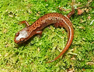 Northern Pygmy Salamander (Desmognathus organi)