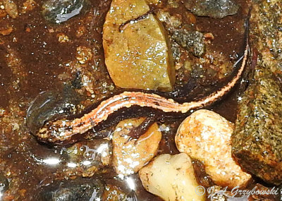Carolina Mountain Dusky Salamander (Desmognathus carolinennsis)