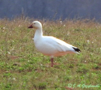 Snow Goose X Ross's Goose hybrid