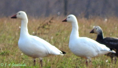 Snow Goose and Snow X Ross's Goose hybrid 