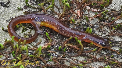 Many-ribbed .Salamander (Eurycea multiplicata)