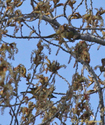 Scott's Oriole female and male
