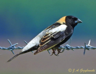 Bobolink