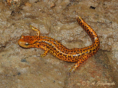 Eastern Long-tailed Salamander (Eurycea longicauda longicauda)
