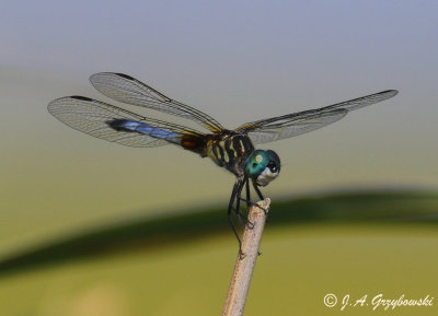 Blue Dasher (Pachydiplax longipennis)