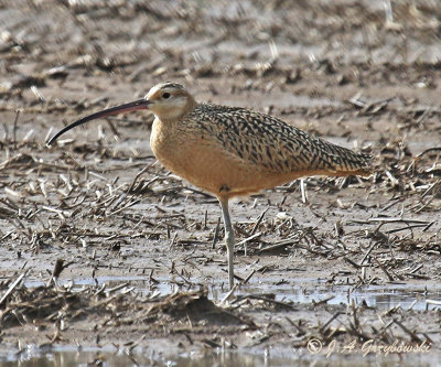 Long-billed Curlew