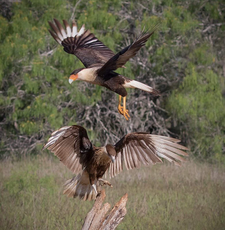 Caracara du nord_Z3A3527.jpg