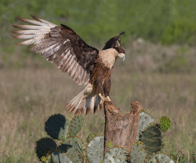 Caracara du nord_Z3A3283.jpg