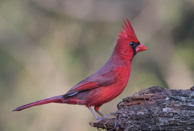 Cardinal_rouge_Z3A2482.jpg