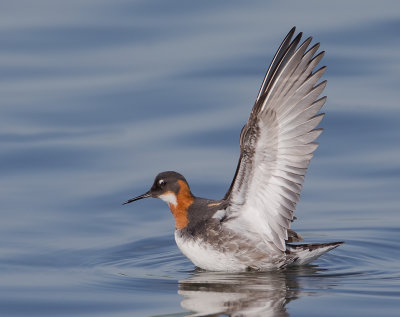 Phalarope__bec_troit_MG_2470.jpg