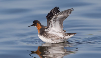 Phalarope__bec_troit_MG_2471.jpg