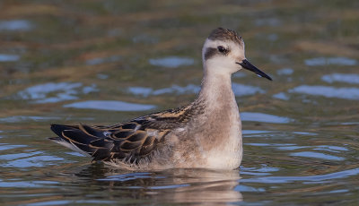 Phalarope_de_Wilson_MG_5578.jpg