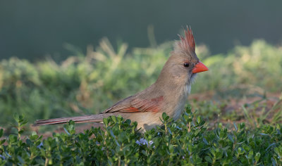Cardinal femelle_Z3A5682.jpg