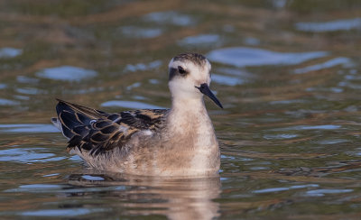 Phalarope de Wilson_MG_5580.jpg