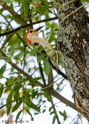Red Bellied Woodpecker- Male, IMG_5397a-em.jpg