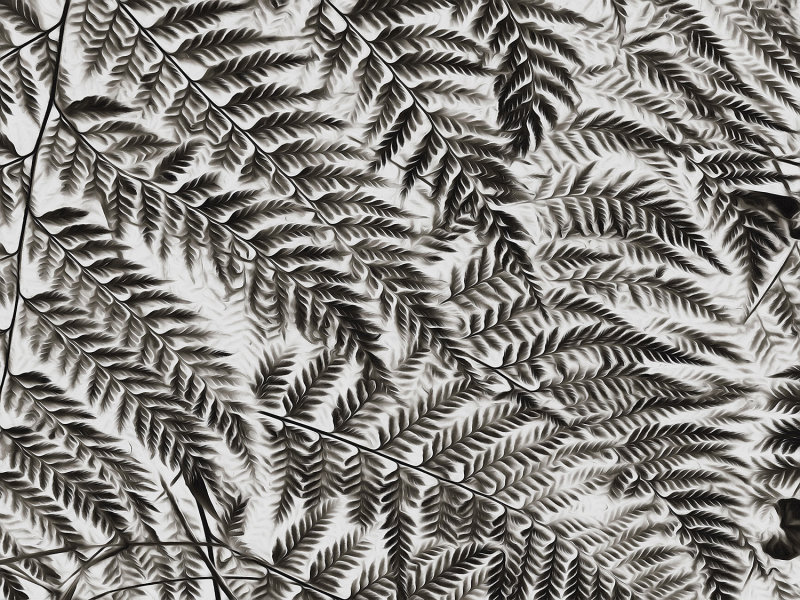 Fern 1 Invert