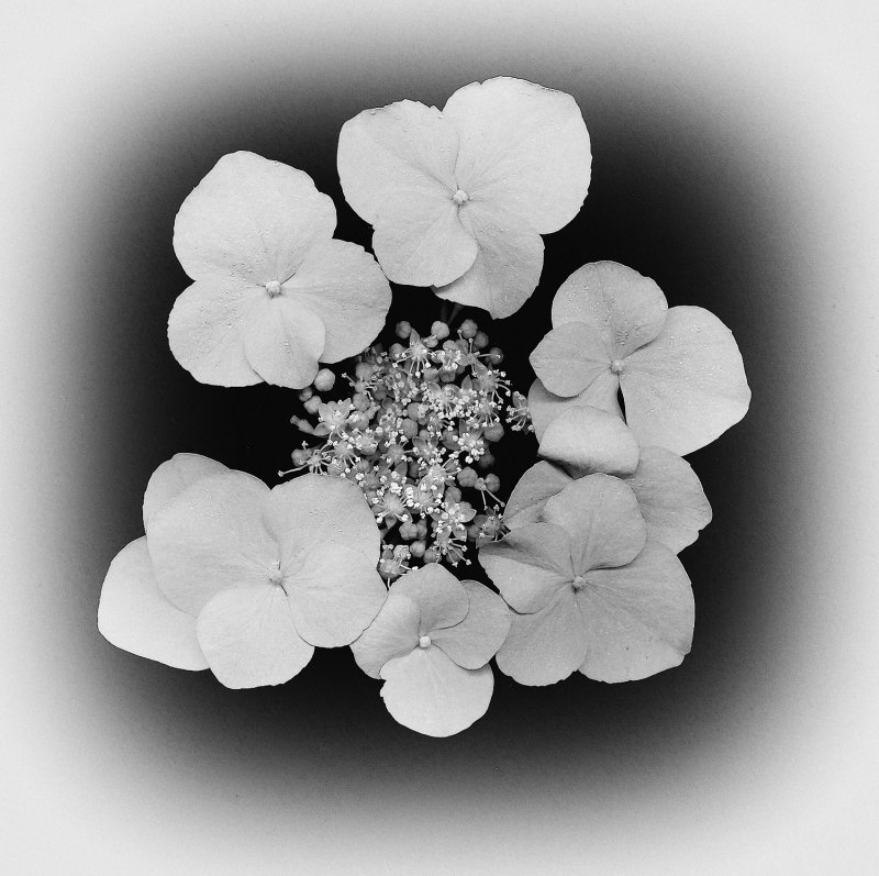 Hydrange BW