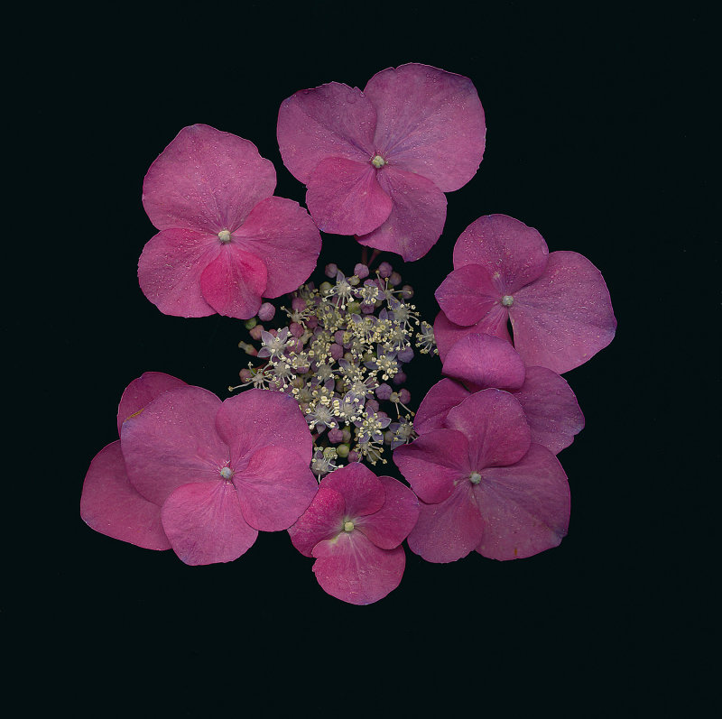 Hydrange