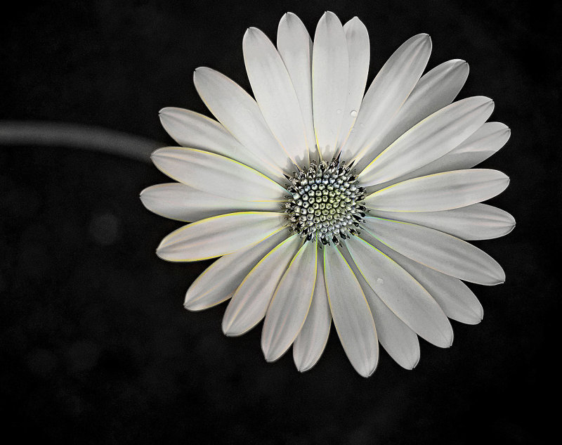 Daisy