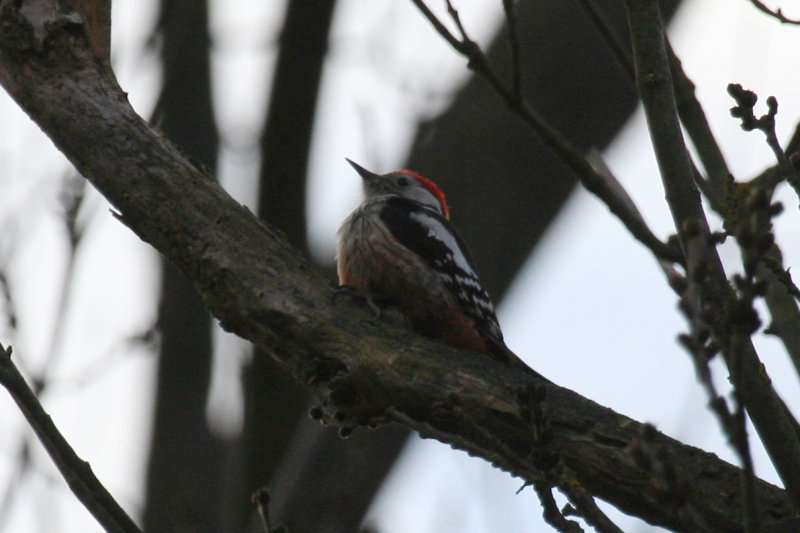 Middle Spotted Woodpecker (Dendrocoptes medius) Czech Republic - Mušov