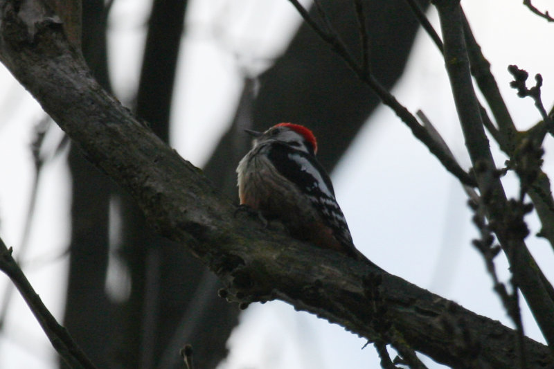 Middle Spotted Woodpecker (Dendrocoptes medius) Czech Republic - Mušov